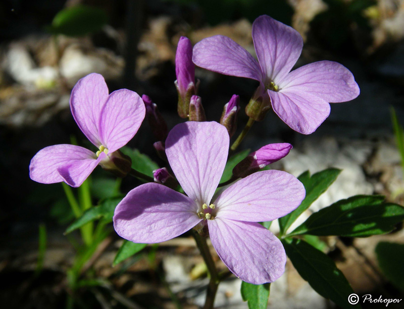 Изображение особи Cardamine quinquefolia.