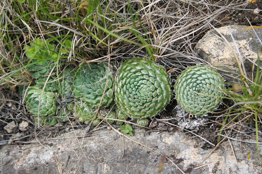 Изображение особи Orostachys spinosa.