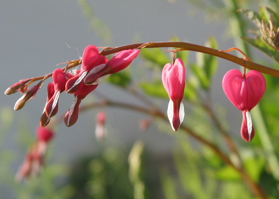 Image of Dicentra spectabilis specimen.