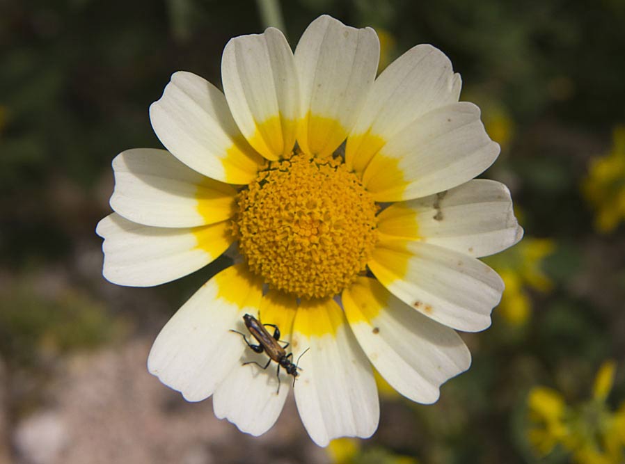 Изображение особи Glebionis coronaria.