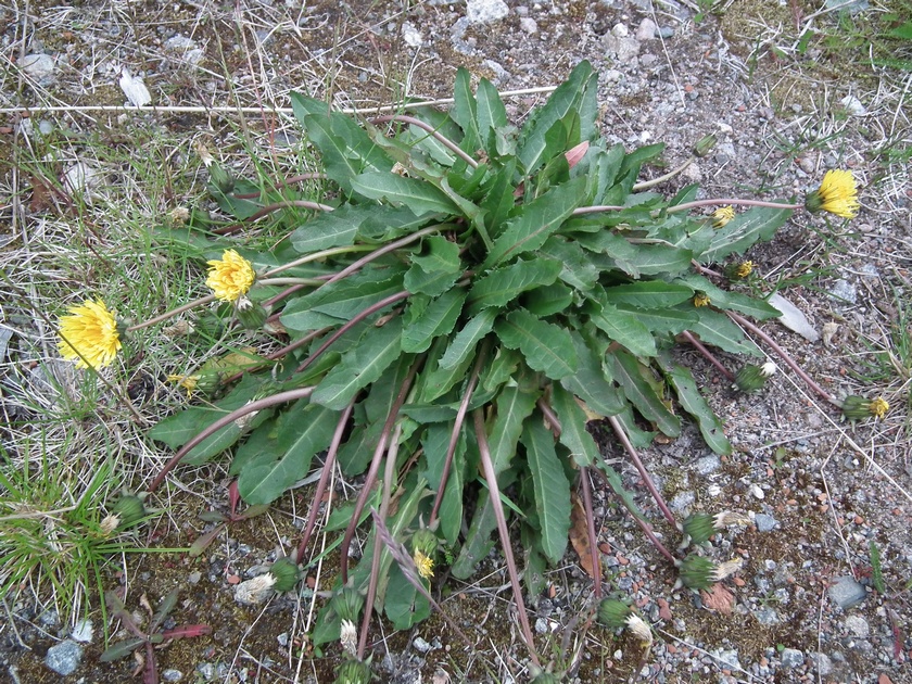 Image of genus Taraxacum specimen.