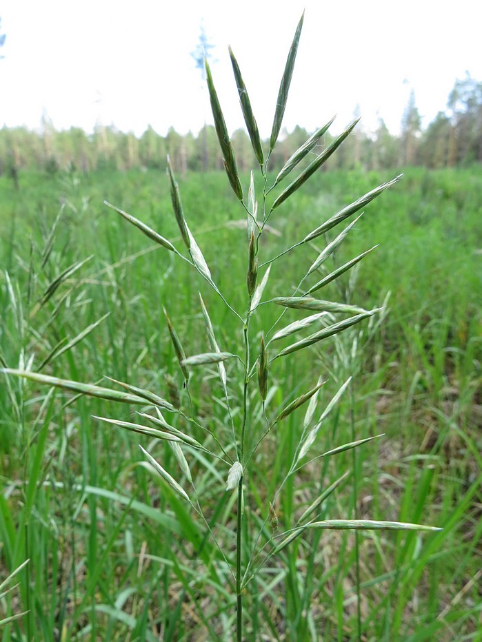 Изображение особи Bromopsis inermis.