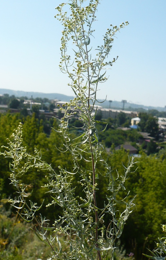 Image of Artemisia glauca specimen.