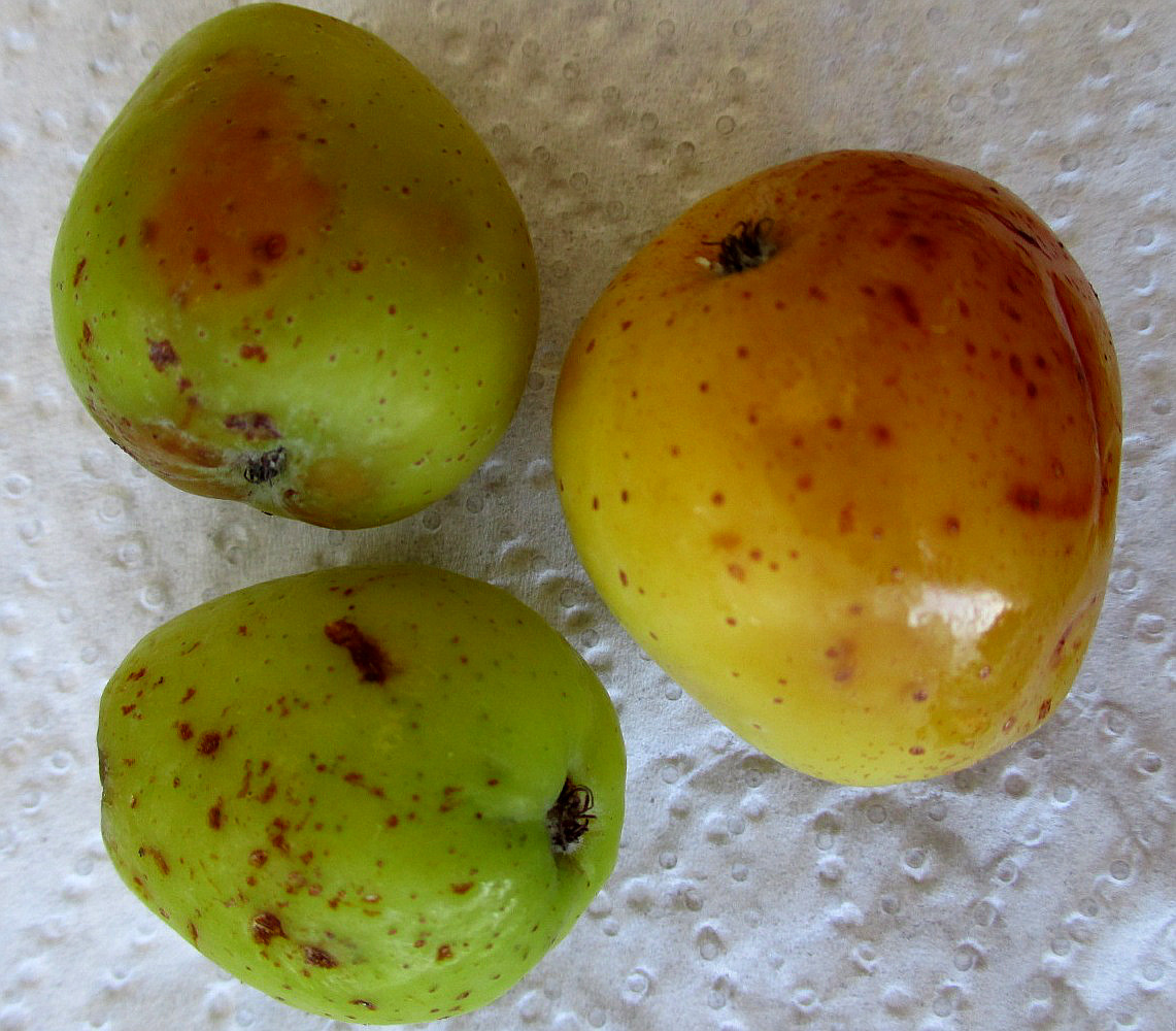 Image of Sorbus domestica specimen.