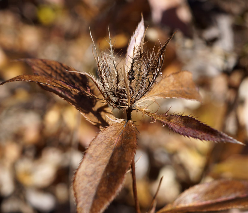 Image of Atractylodes ovata specimen.