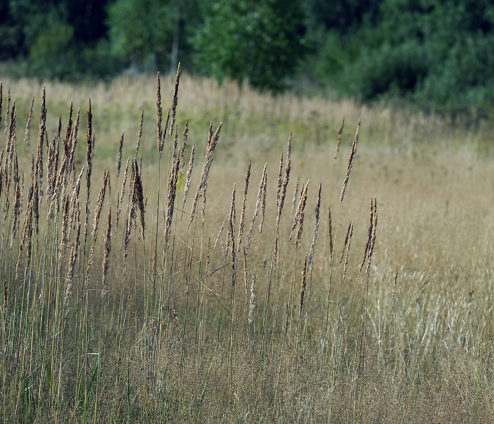 Image of Calamagrostis epigeios specimen.