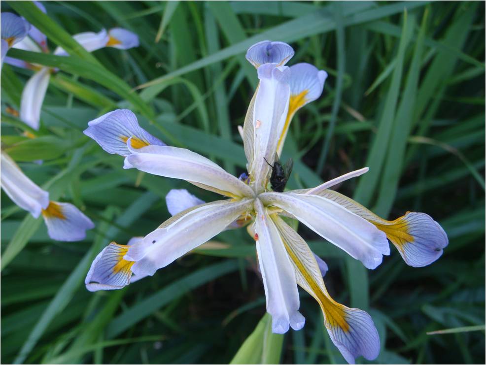 Image of Iris halophila specimen.