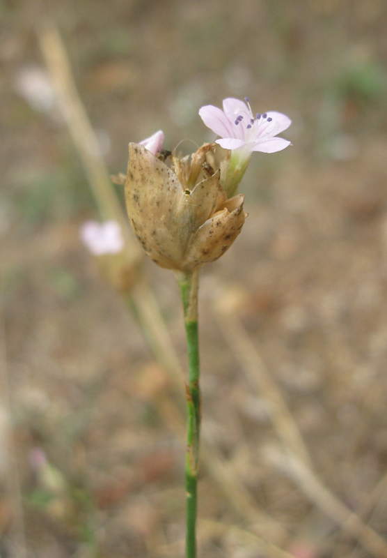 Image of Petrorhagia prolifera specimen.