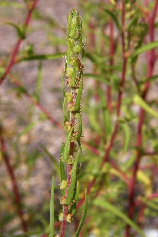 Image of Bassia scoparia specimen.