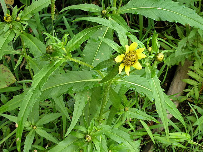 Image of Bidens cernua var. radiata specimen.