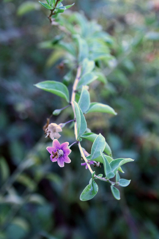 Изображение особи Lycium barbarum.