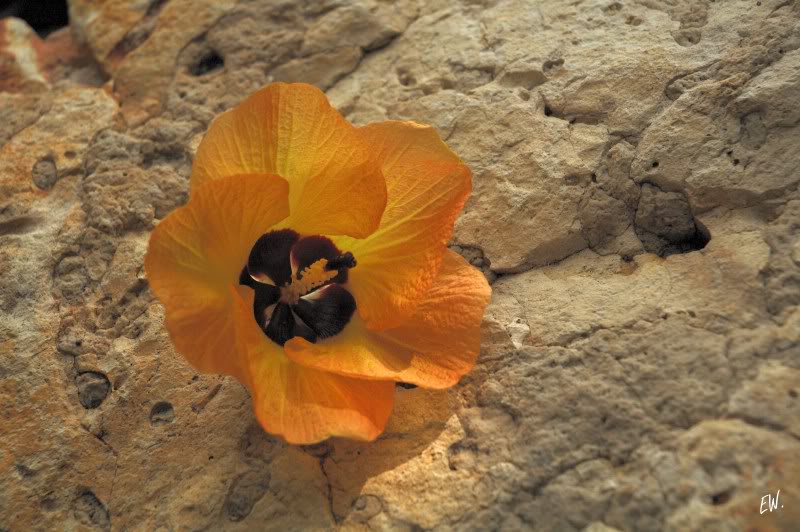 Изображение особи Hibiscus tiliaceus.