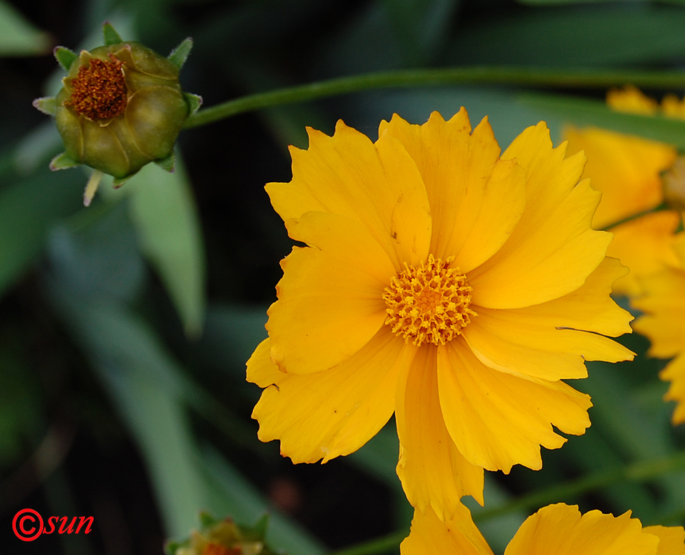 Изображение особи Coreopsis grandiflora.