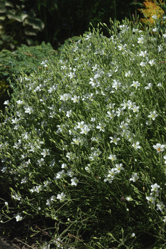 Image of Minuartia juniperina specimen.