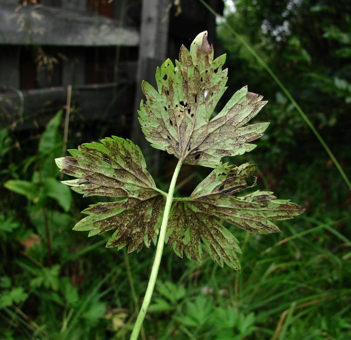 Image of Ranunculus repens specimen.