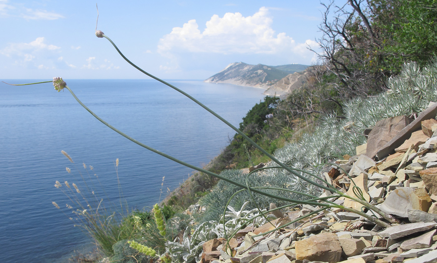 Image of Allium psebaicum specimen.