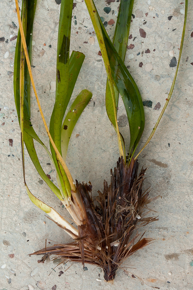 Изображение особи Posidonia oceanica.