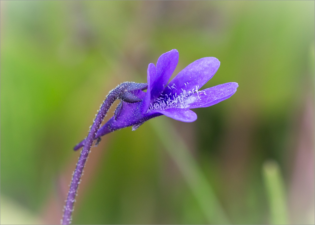 Изображение особи Pinguicula vulgaris.