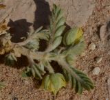 Tribulus macropterus