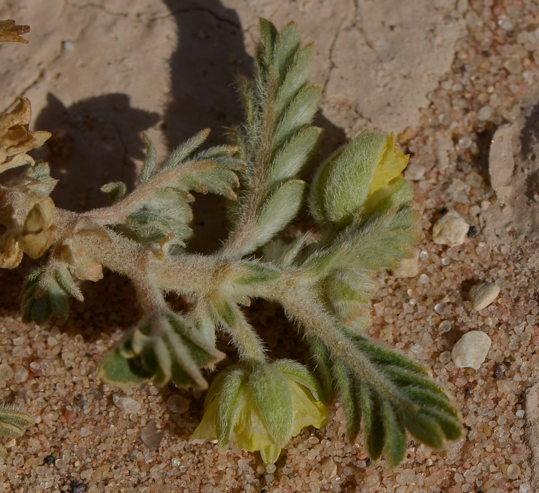 Image of Tribulus macropterus specimen.