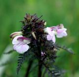 Pedicularis palustris. Верхняя часть побега с соцветием. Украина, Волынская обл., Ратновский р-н, с. Залухов, берег озера Святое. 29 мая 2009 г.