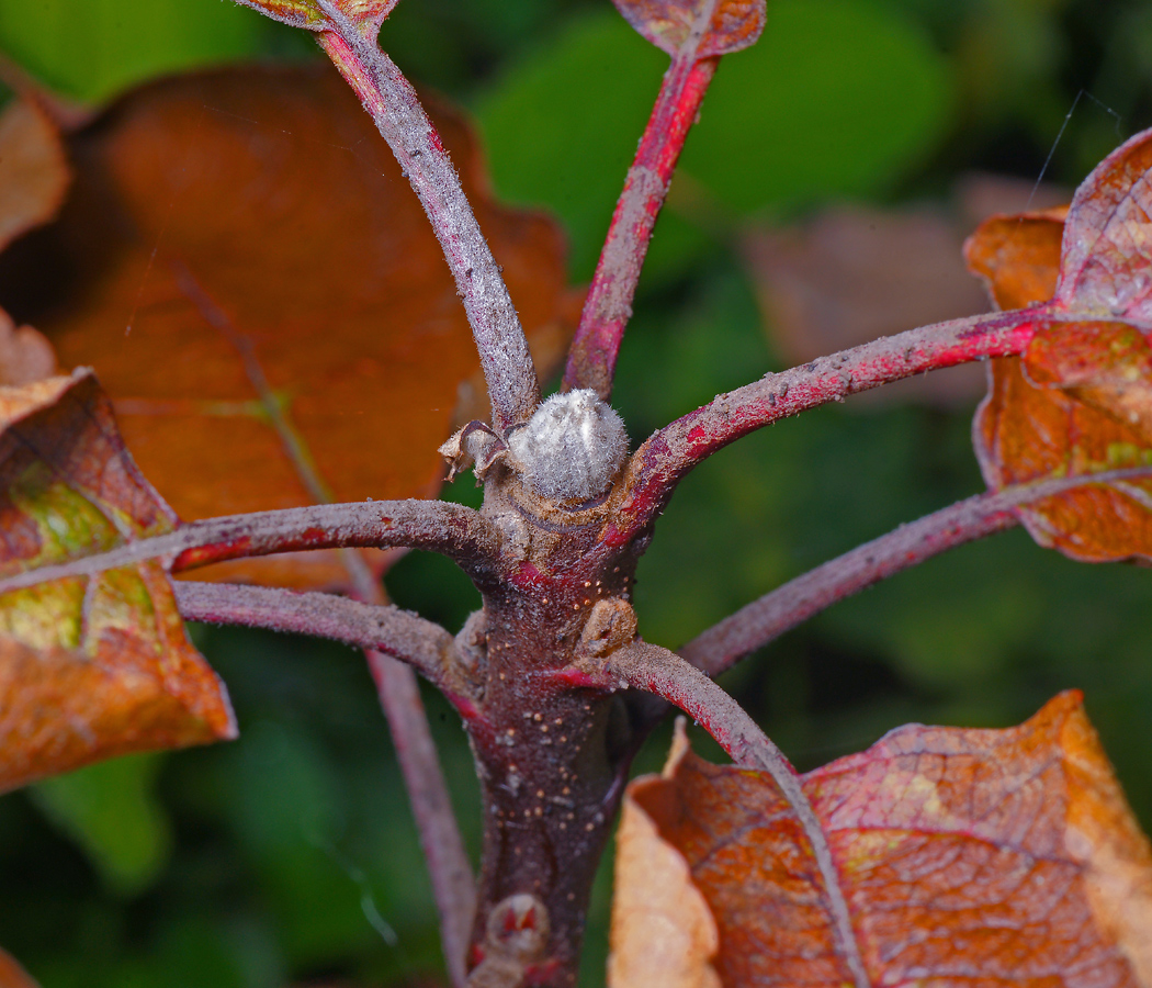 Image of Malus domestica specimen.