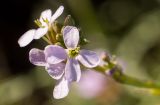 Erucaria hispanica. Верхушка побега с цветками и бутонами. Греция, Эгейское море, о. Парос, окр. г. Дриос; берег моря, необработанный приусадебный участок. 09.01.2016.