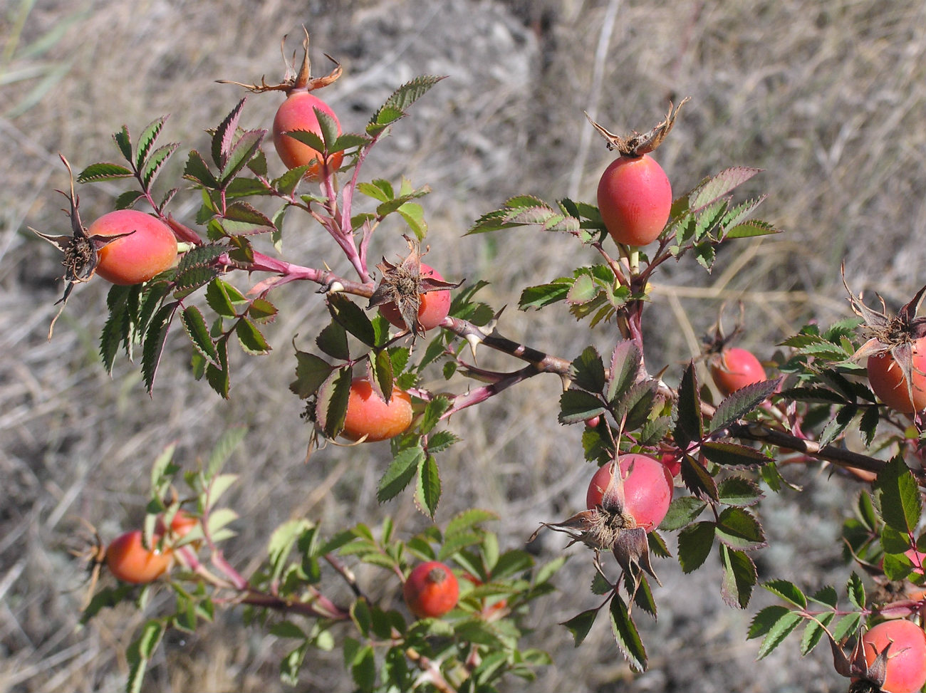 Image of genus Rosa specimen.