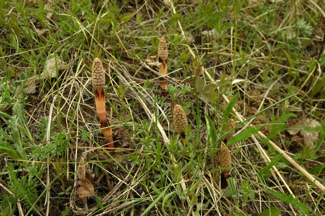 Image of Equisetum arvense specimen.