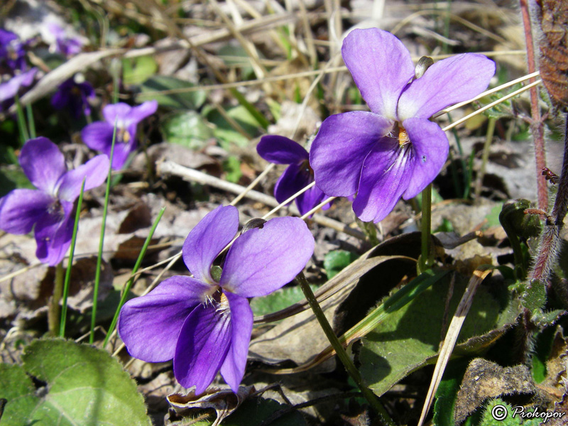 Изображение особи Viola odorata.