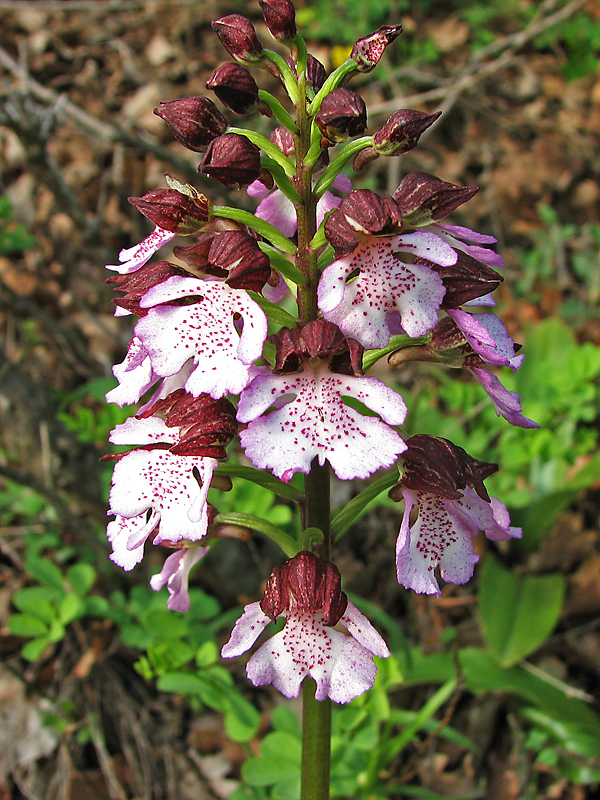 Image of Orchis purpurea specimen.