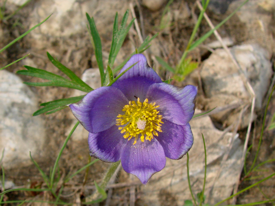 Изображение особи Pulsatilla multifida.