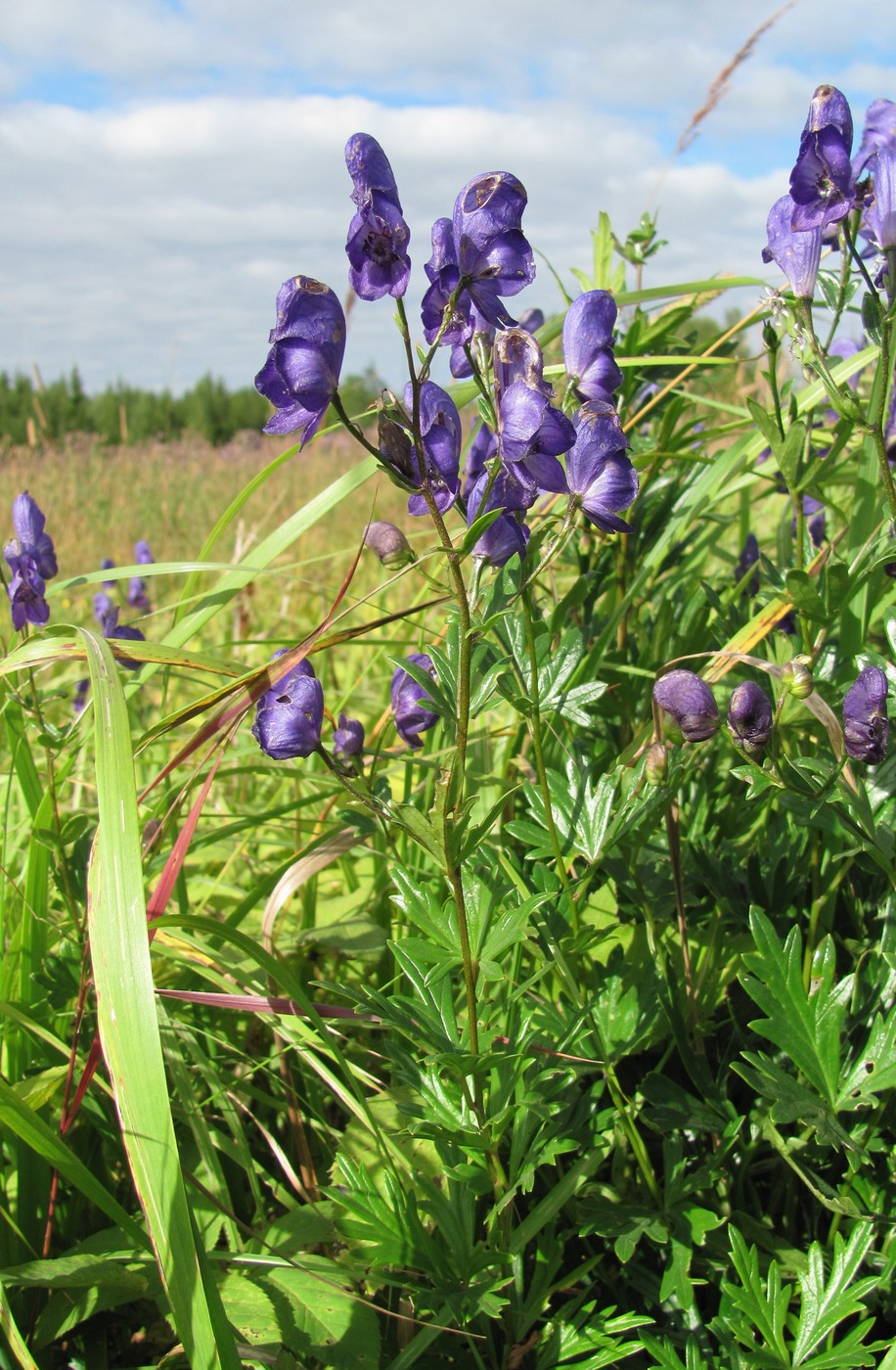Image of Aconitum × stoerkianum specimen.