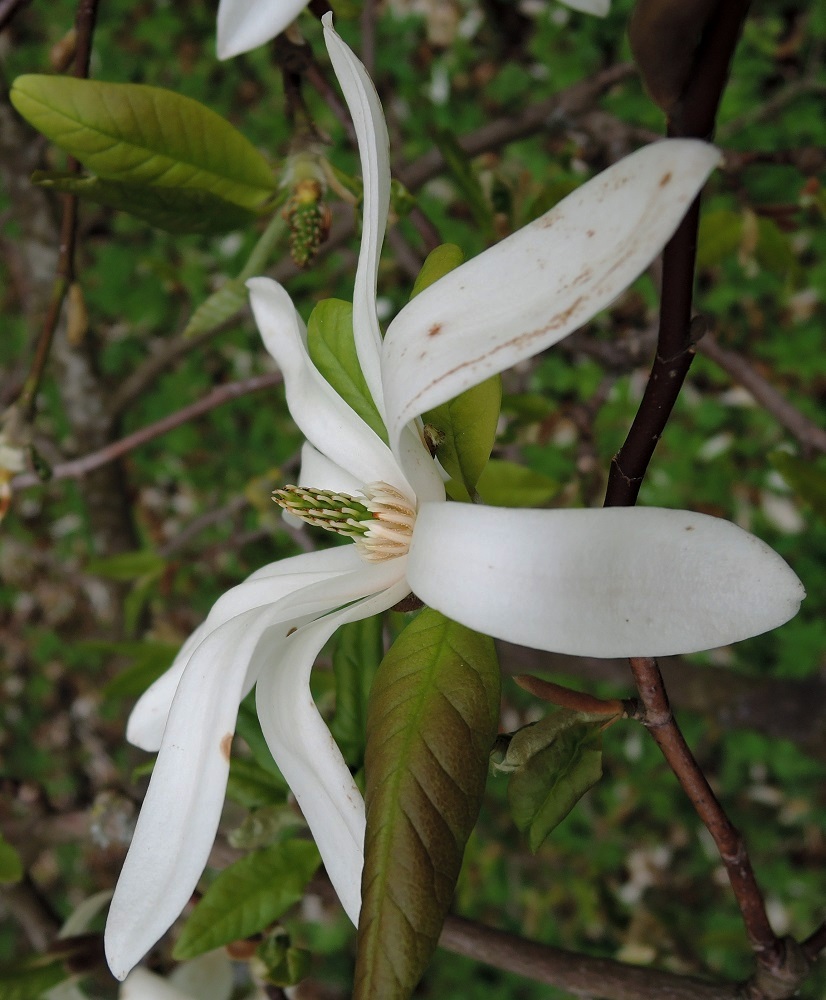 Image of Magnolia &times; loebneri specimen.