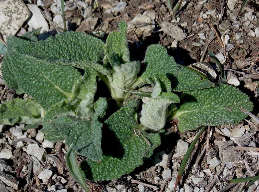 Image of Phlomoides tuberosa specimen.