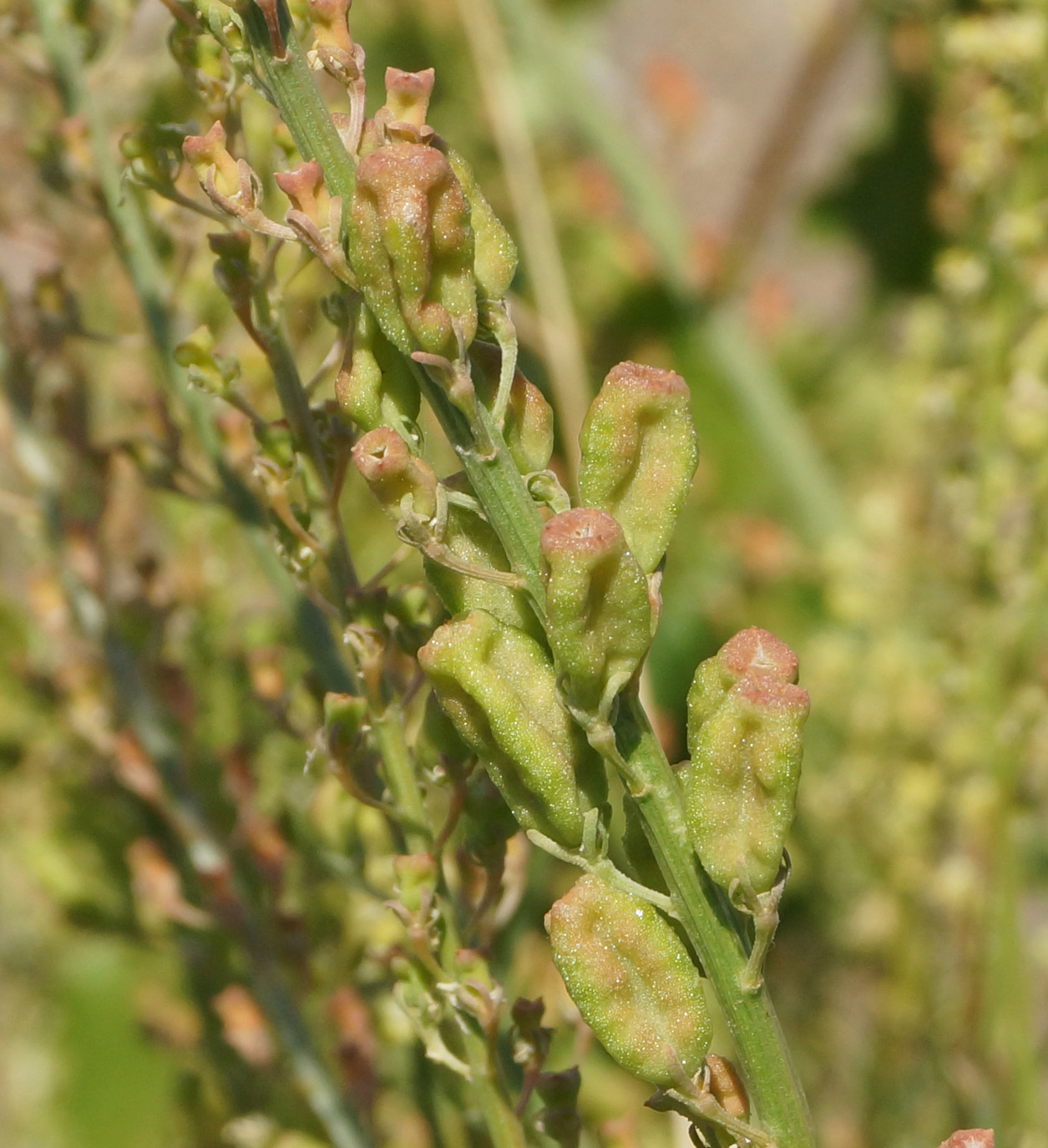 Image of Reseda lutea specimen.