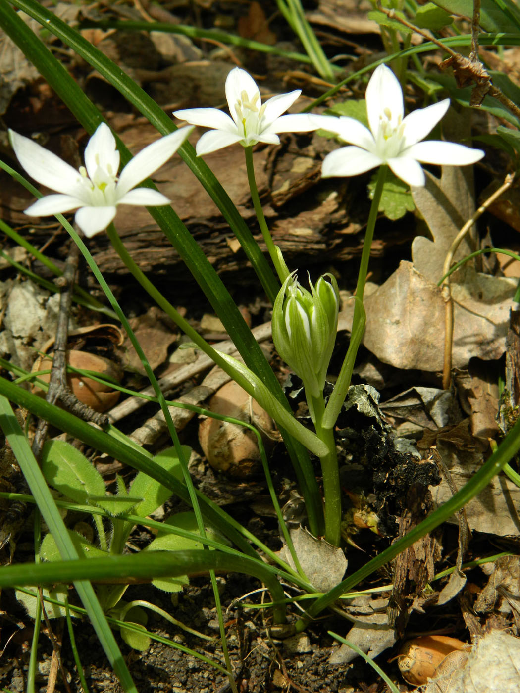 Image of Ornithogalum woronowii specimen.