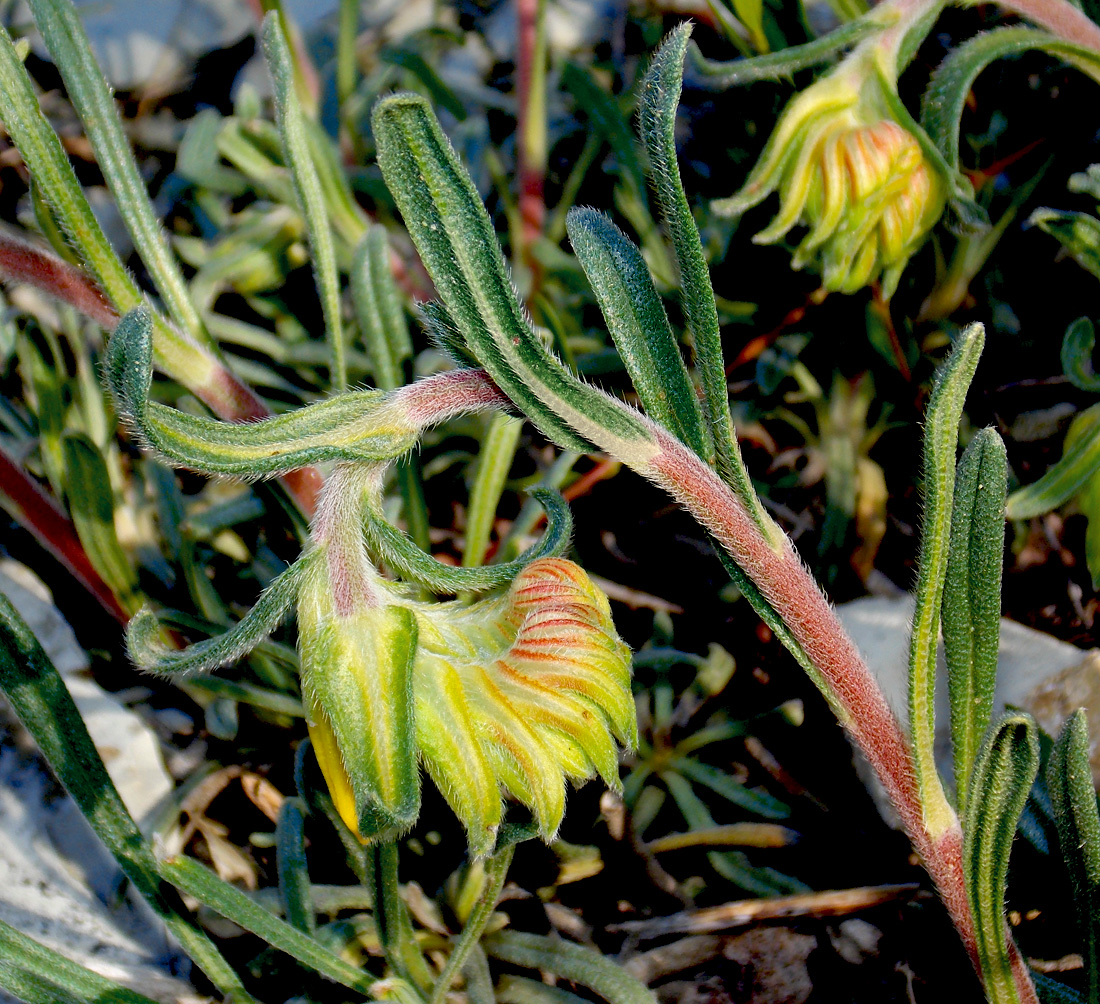 Image of Onosma taurica specimen.