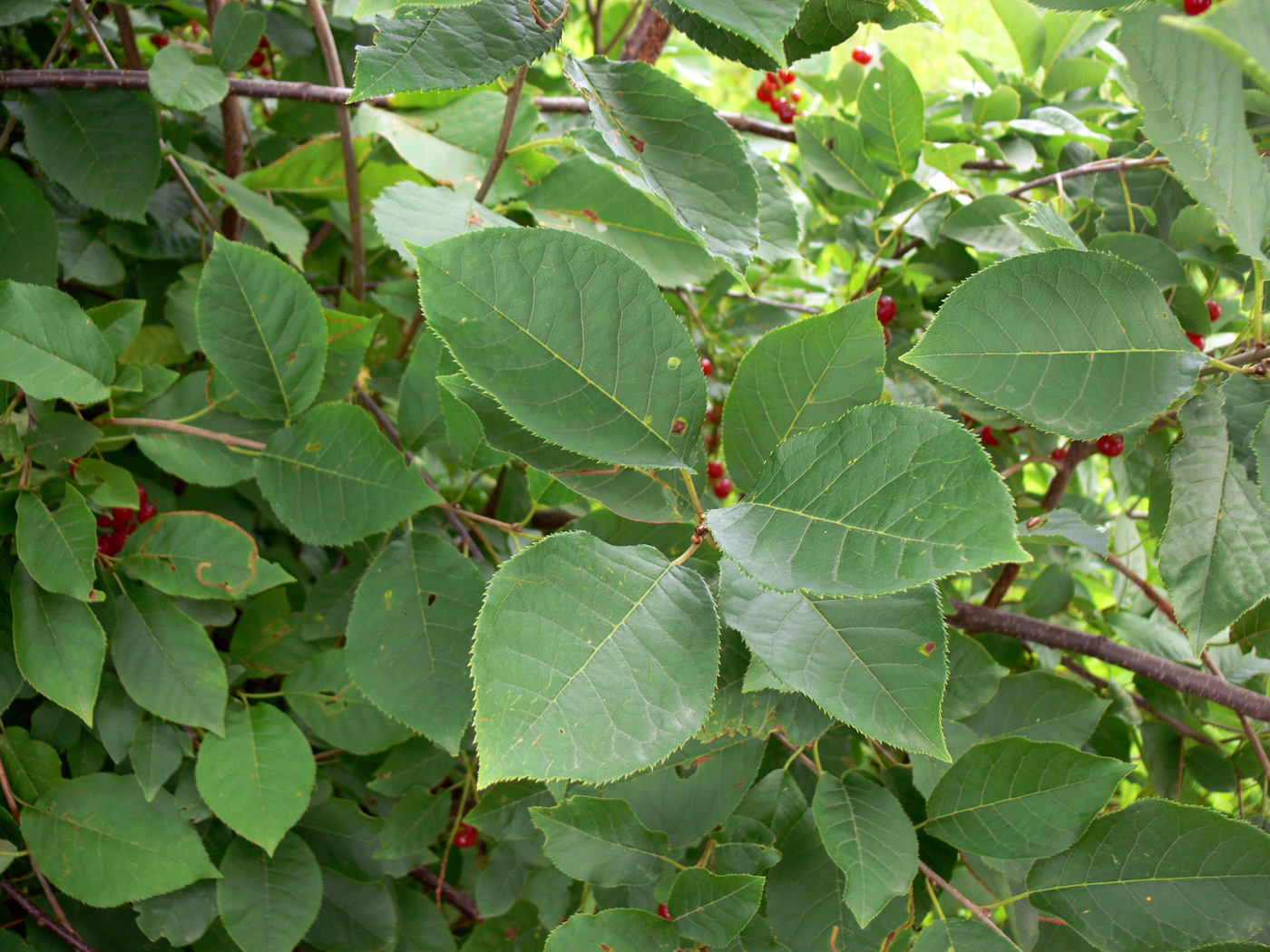 Image of Padus virginiana specimen.