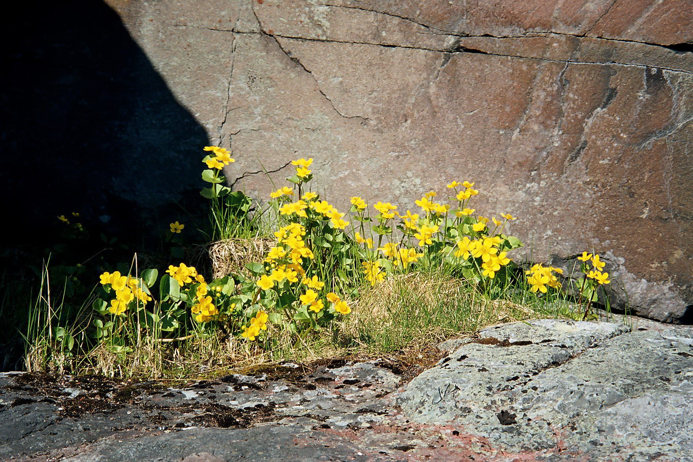 Изображение особи Caltha palustris.