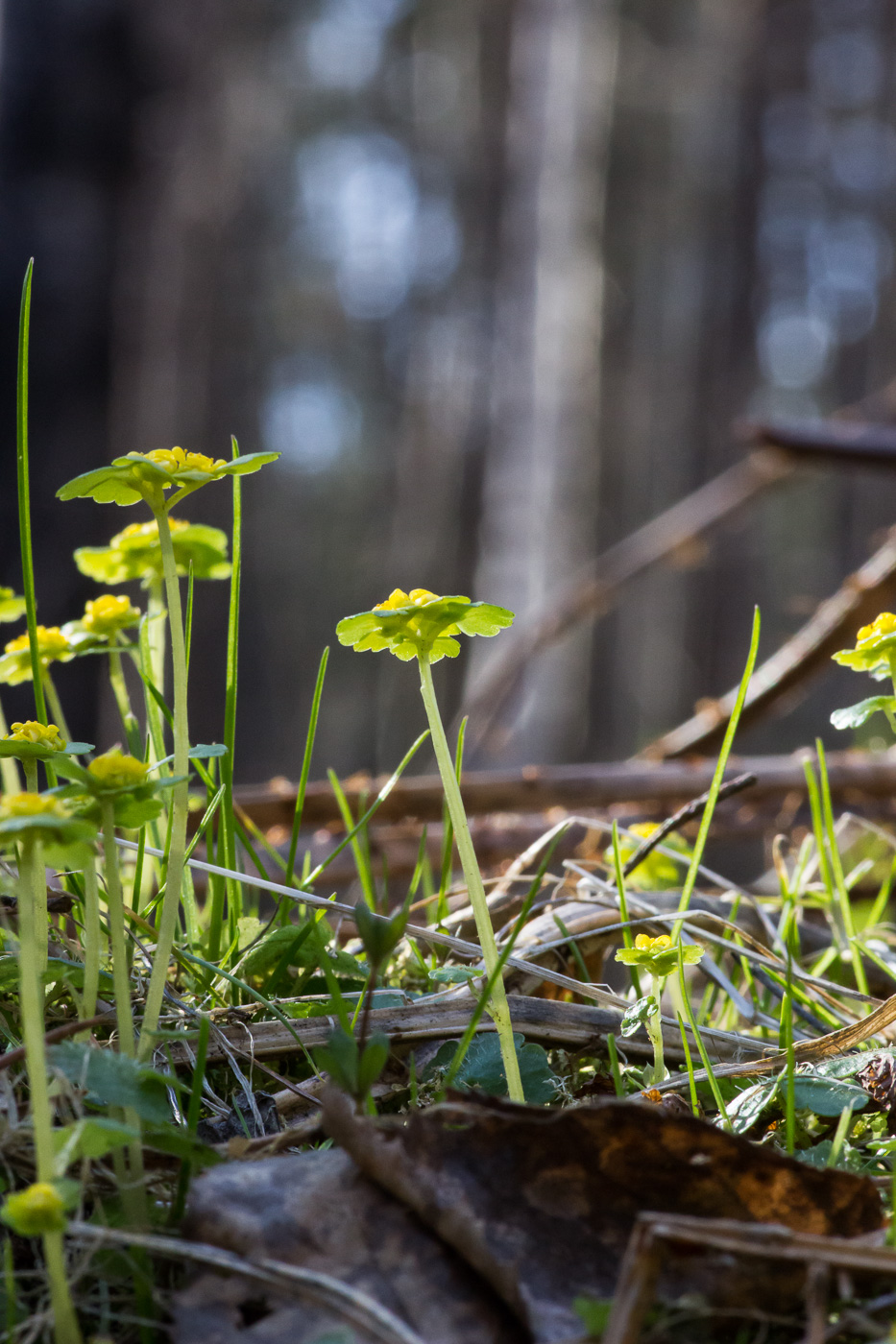 Изображение особи Chrysosplenium alternifolium.