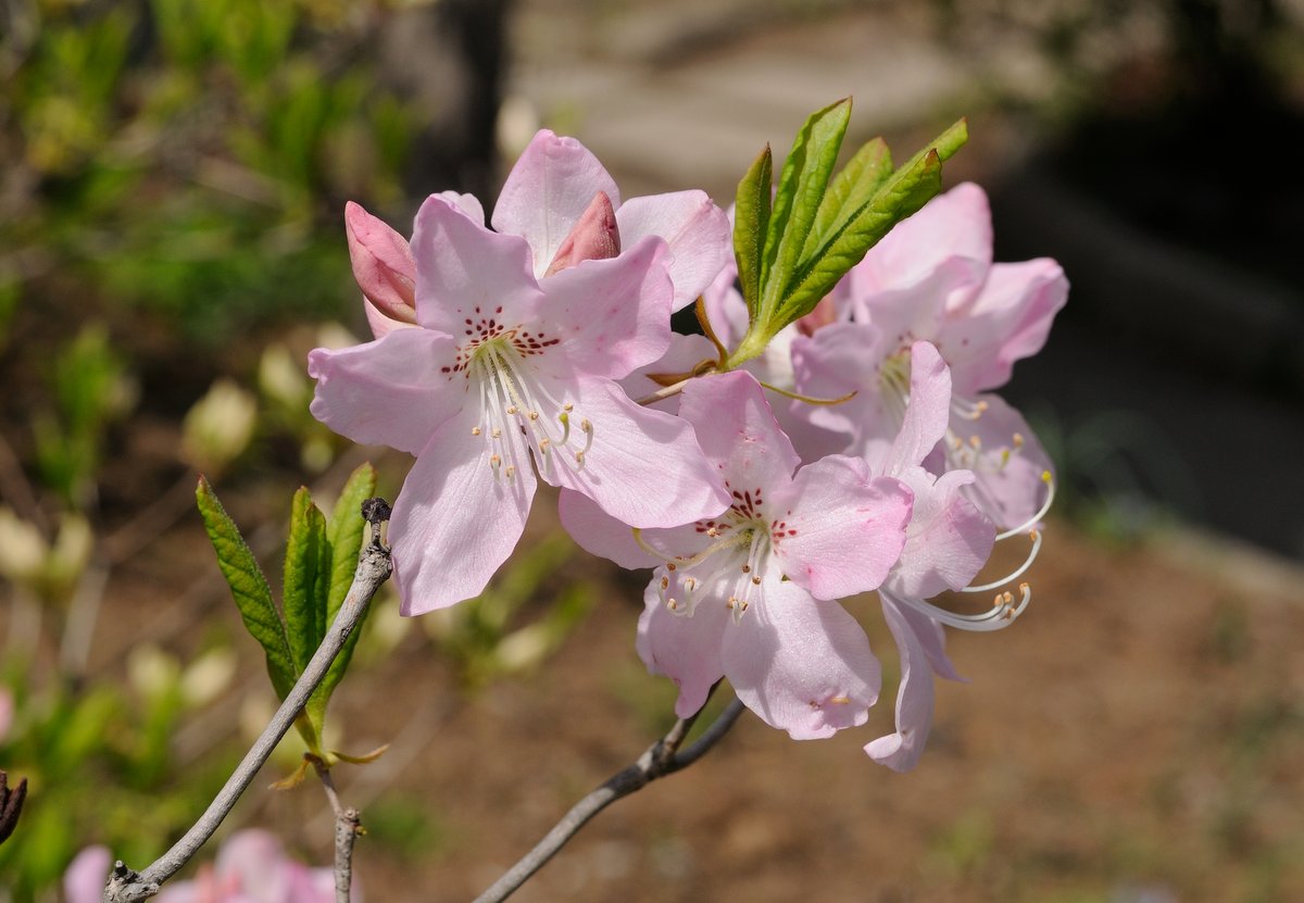 Image of Rhododendron schlippenbachii specimen.