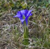 Gentiana grandiflora