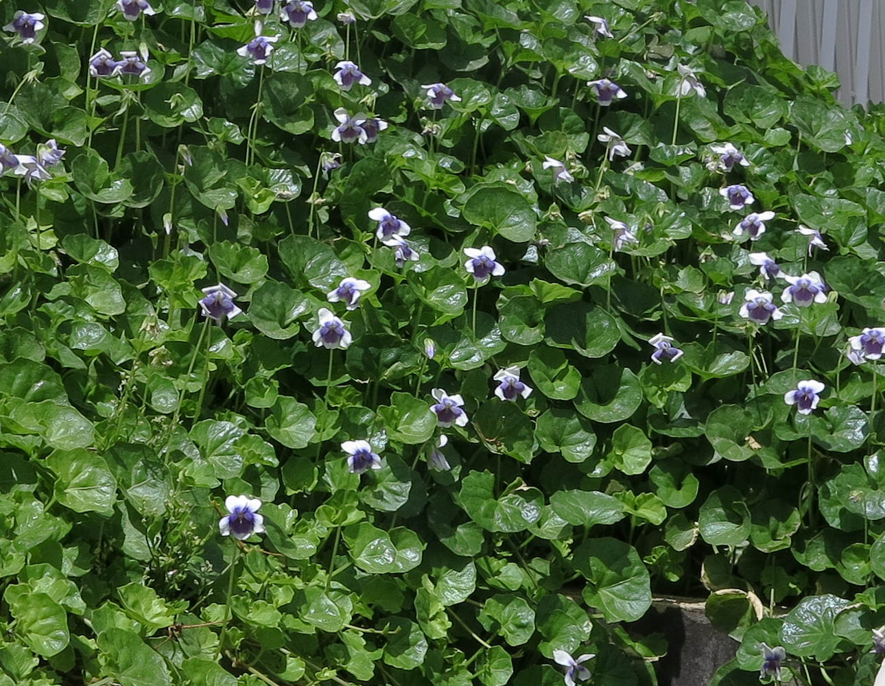 Image of Viola hederacea specimen.