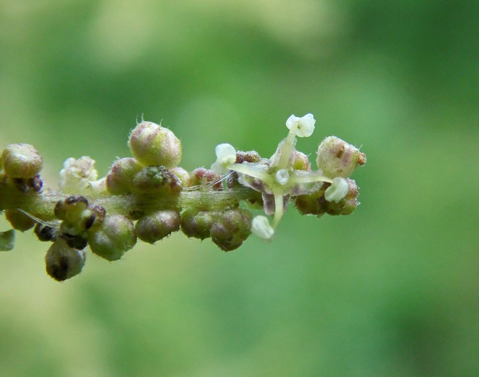 Image of Urtica dioica specimen.