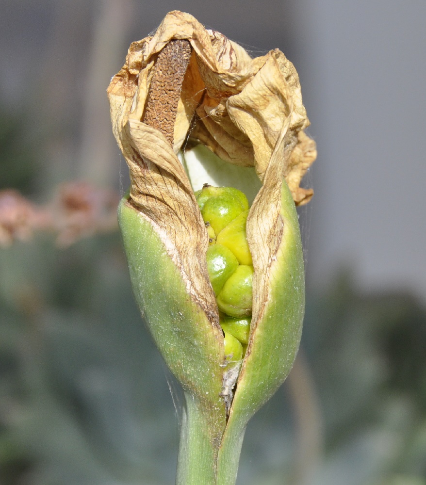 Image of Zantedeschia aethiopica specimen.