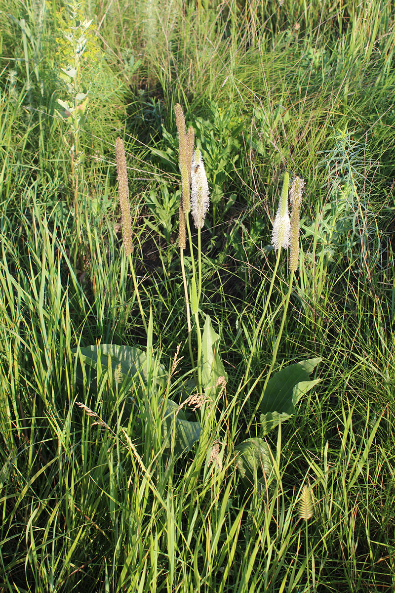 Image of Plantago maxima specimen.