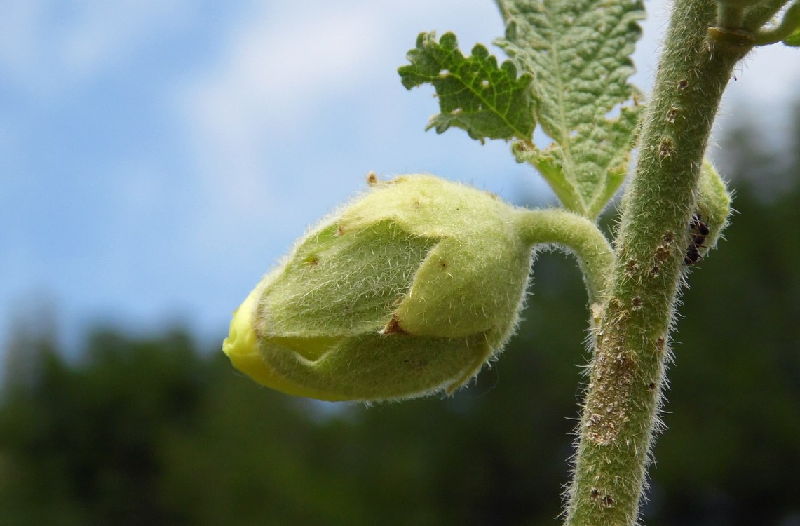 Изображение особи Alcea rugosa.