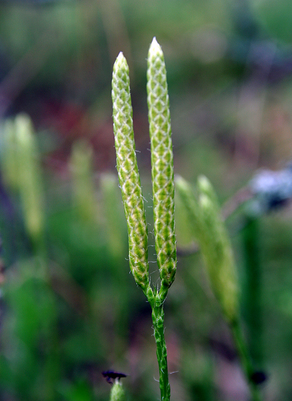 Image of Lycopodium clavatum specimen.