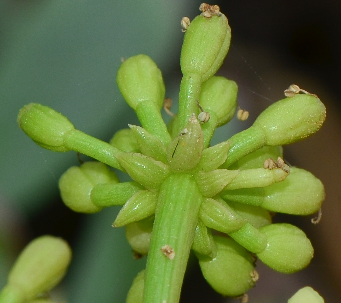 Изображение особи Crithmum maritimum.